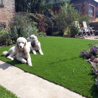 Artificial Turf Cost Jerome, Arizona Dog Run, Front Yard Landscape Ideas