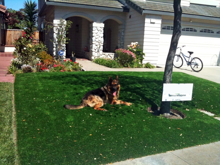 Artificial Grass Installation Stanfield, Arizona Dog Grass, Dog Kennels