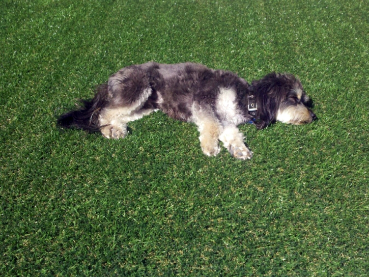 Grass Installation Desert Hills, Arizona Home And Garden, Dogs